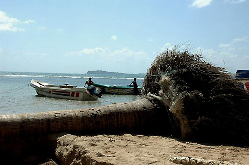 津波で根こそぎ倒されたヤシの木（撮影：いずれも筆者）