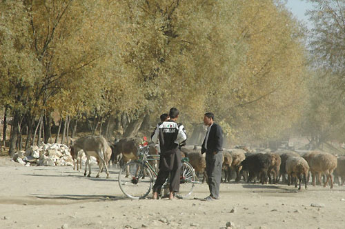 パラチ・バグマン村の大通りを羊の群れが行く。