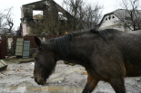 破壊された村で餌を求めてさまよう馬。眼が悲しそうだ。＝9日、アンドレイフカ村　撮影：田中龍作＝
